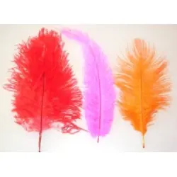Pluma chicks
